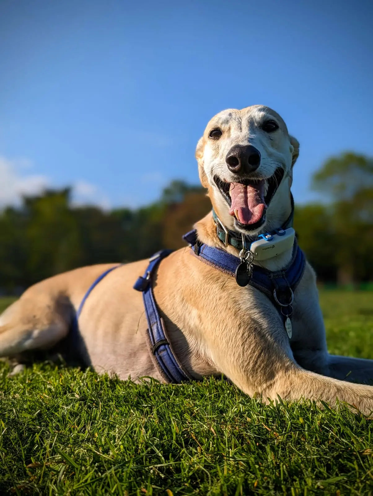 Sun 24th May | 4-8pm | L5 DnDoggo - by newbie DM Six Sided Society